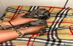 Mixed Breed dogs for sale: Fb1 bedipoo merl  - Image 3