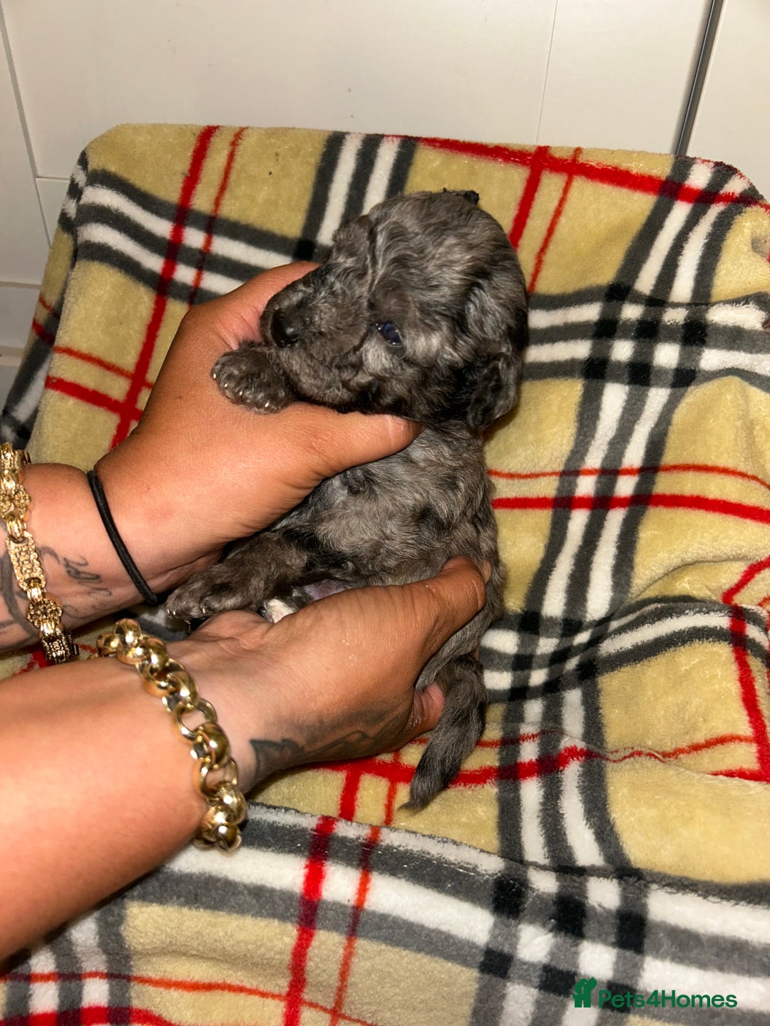 Mixed Breed dogs for sale: Fb1 bedipoo merl  - Image 3
