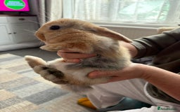 Mini Lion Lop rabbits for sale: Mini lion lop babies  - Image 3