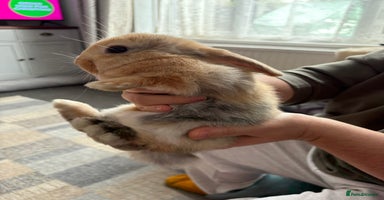 Mini Lion Lop rabbits - Advert 2