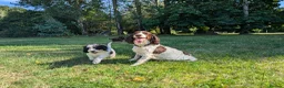 Cockapoo dogs for sale: F1 Standard Cocker Poodle Puppies  - Advert 7