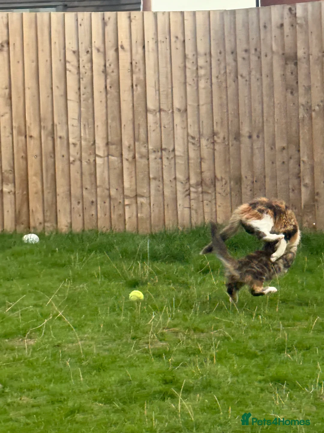 Maine Coon cats for sale: Beautiful Maine Coon Kittens – Born 19 June 2026 - Advert 2