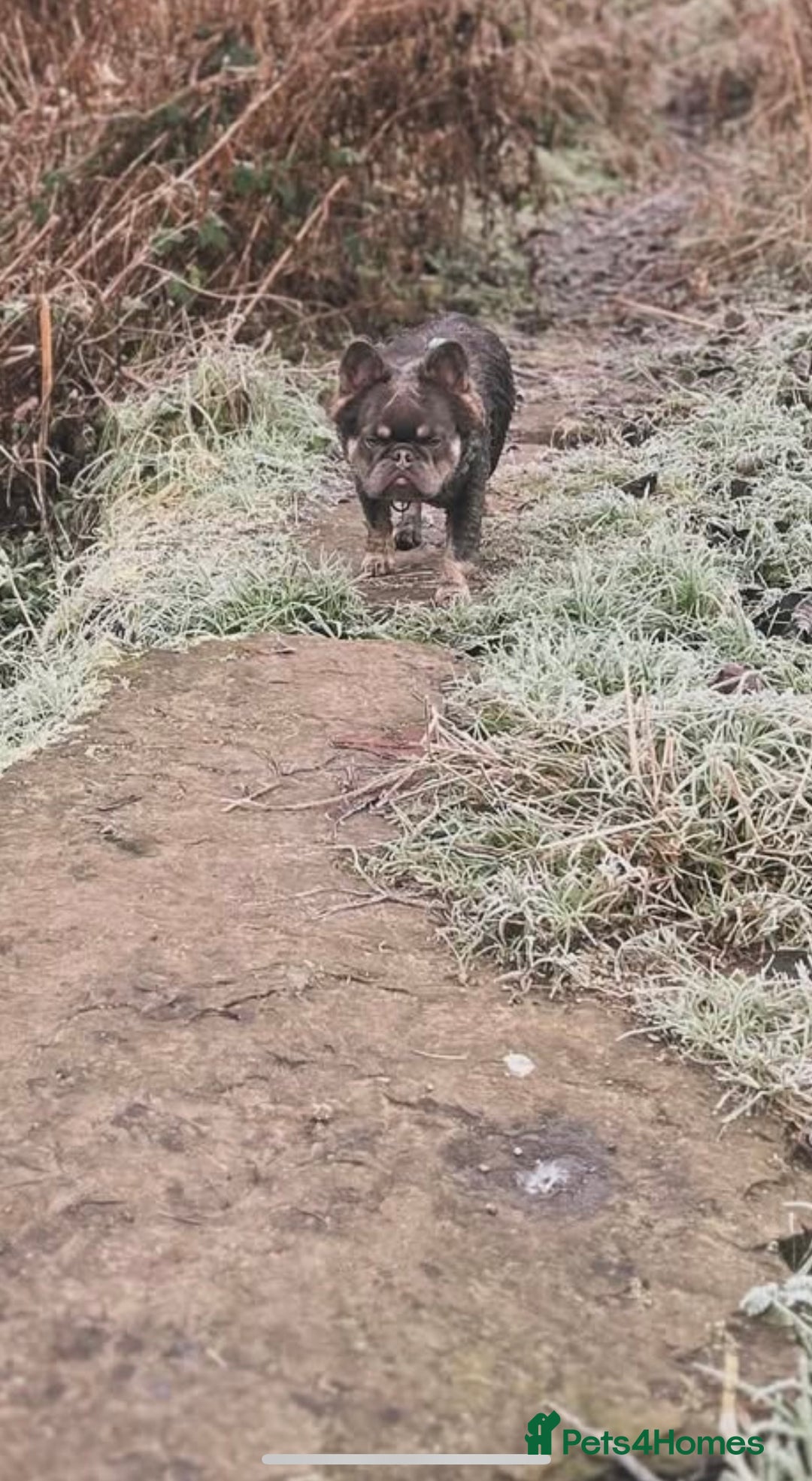 French Bulldog dogs for stud: Fluffy French bulldog STUD - Advert 4