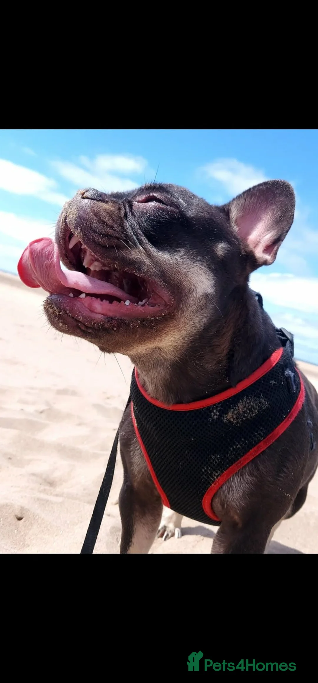 French Bulldog dogs for sale: Don Choc's great-grandchildren in Burnley - Advert 9
