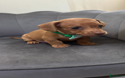 Miniature Dachshund dogs for sale: Stunning mini sausages  - Image 12