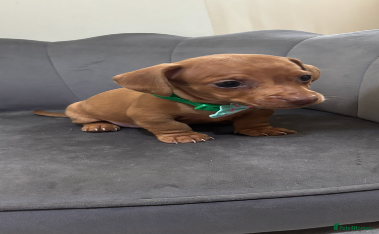 Miniature Dachshund dogs for sale - Advert 1