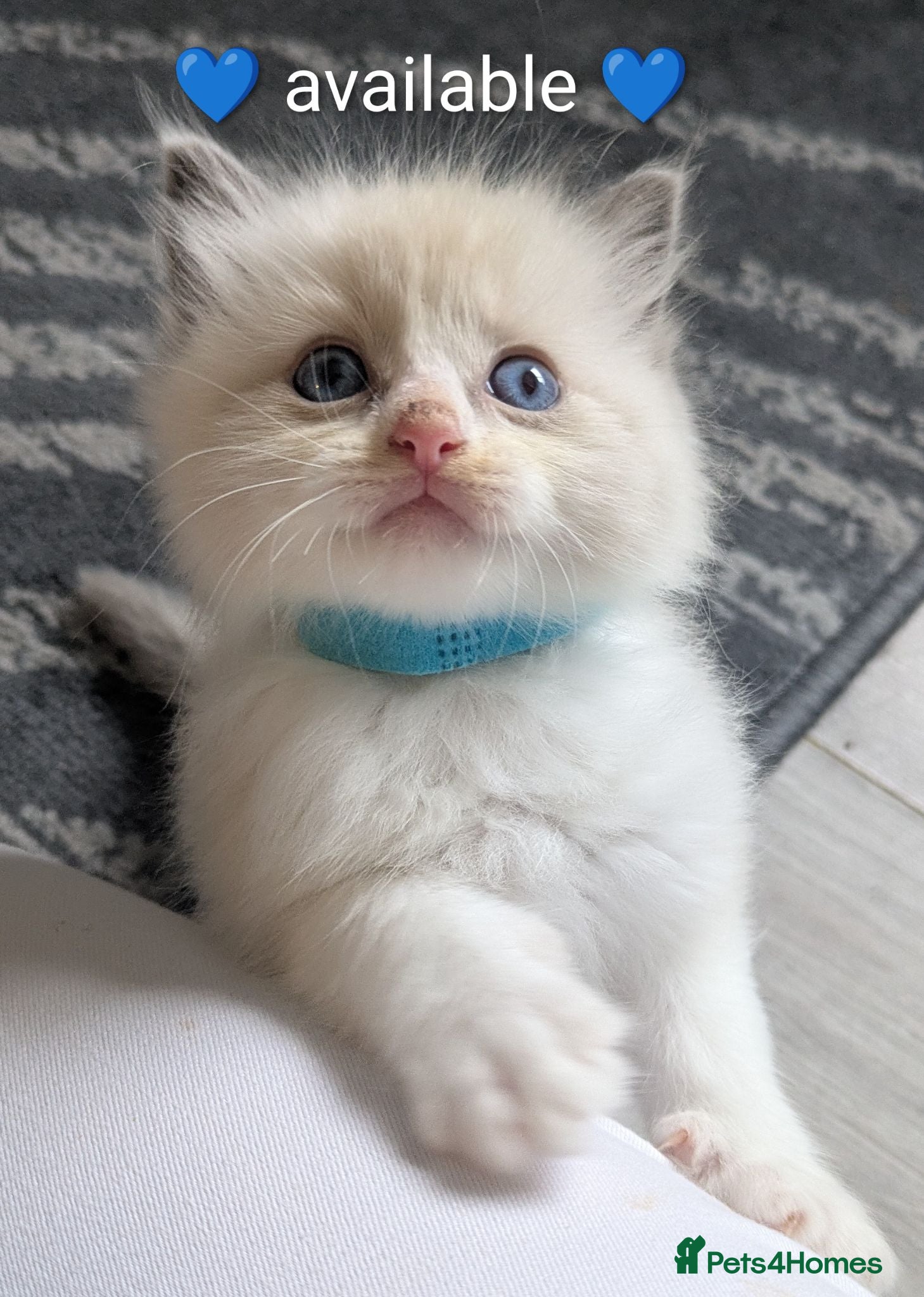 Ragdoll cats Ragdoll kittens *GCCF registered#  - Advert 6