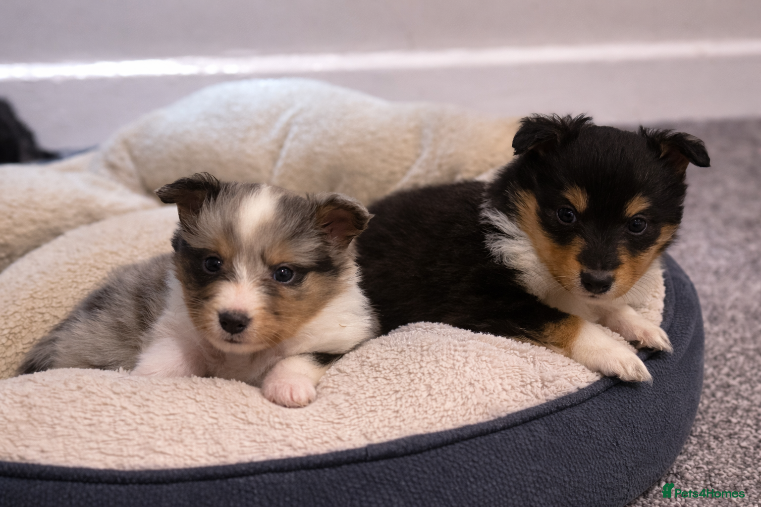Shetland Sheepdog dogs 🩵 The litter is registered with the Kennel Club. - Advert 2