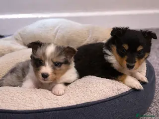 Shetland Sheepdog dogs 🩵 The litter is registered with the Kennel Club. - Advert 2