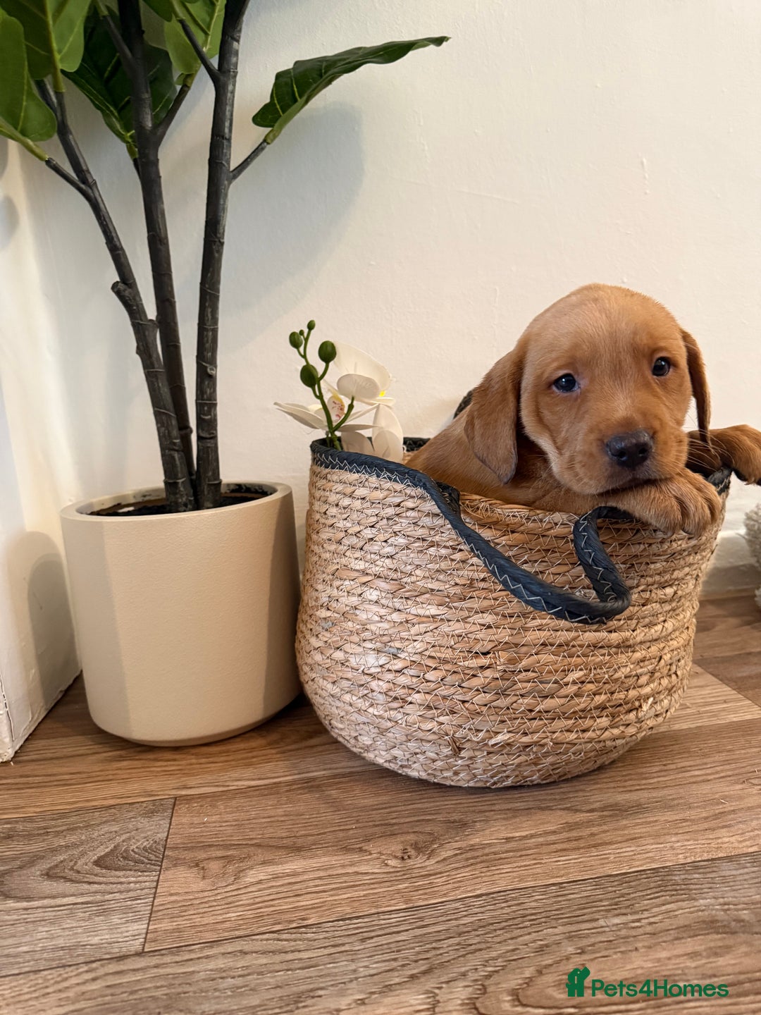 Labrador Retriever dogs for sale: Labrador pups for sale  - Advert 3