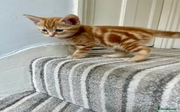 Domestic Shorthair cats for sale: Sweet Ginger Prince - Image 7