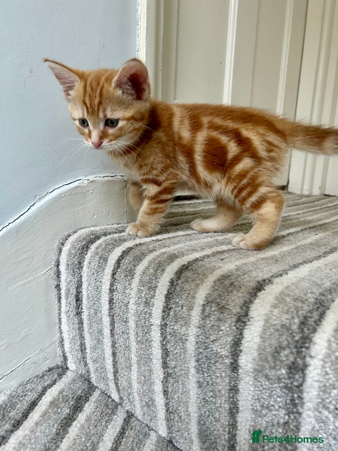 Domestic Shorthair cats for sale: Sweet Ginger Prince - Image 7