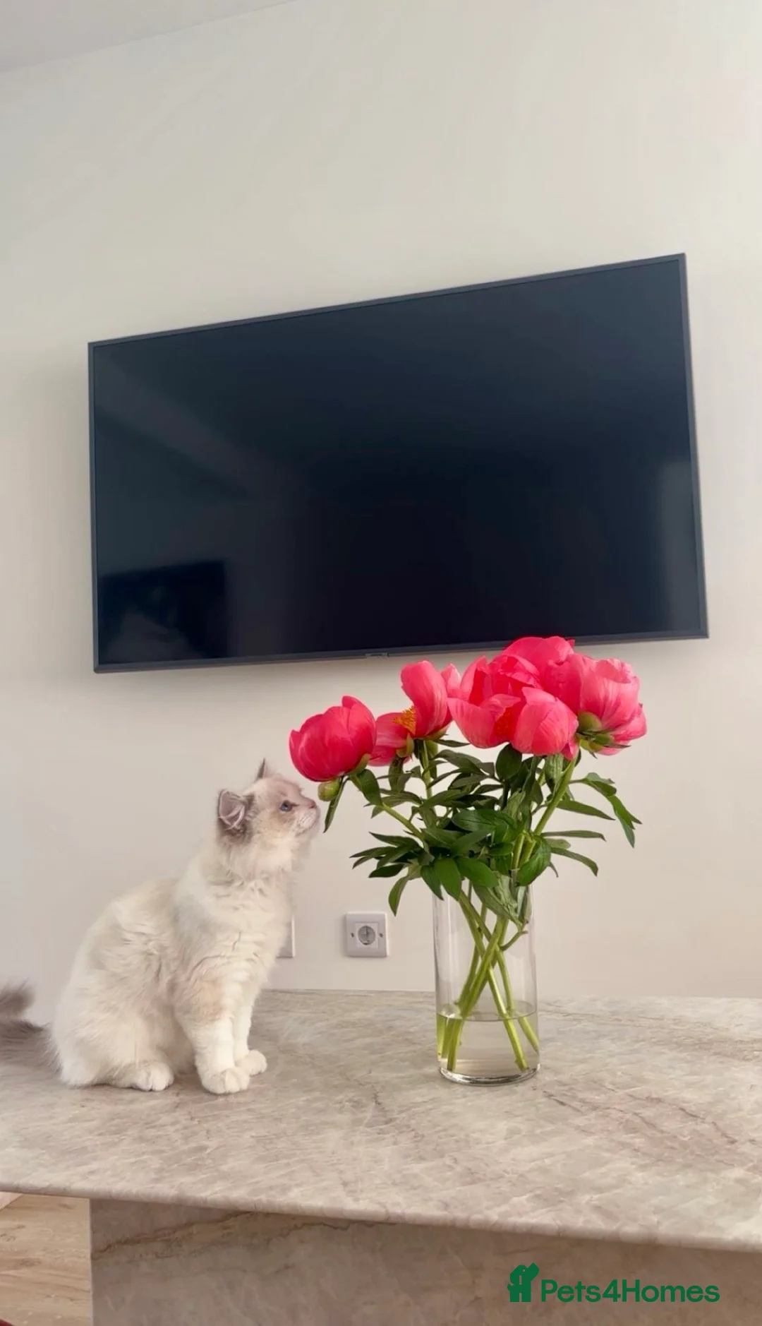 Ragdoll cats for sale: Stunning Bi-Colour Ragdoll Kittens – 7 Available   - Advert 14