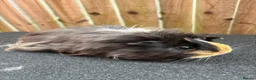 Guinea Pig rodents for sale: 2 bonded sows - Advert 3