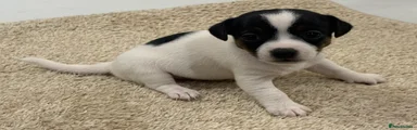 Jack Russell Puppy 2