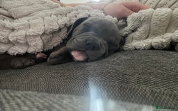 Mixed Breed dogs for sale: Bluey the beautiful boy  - Image 5