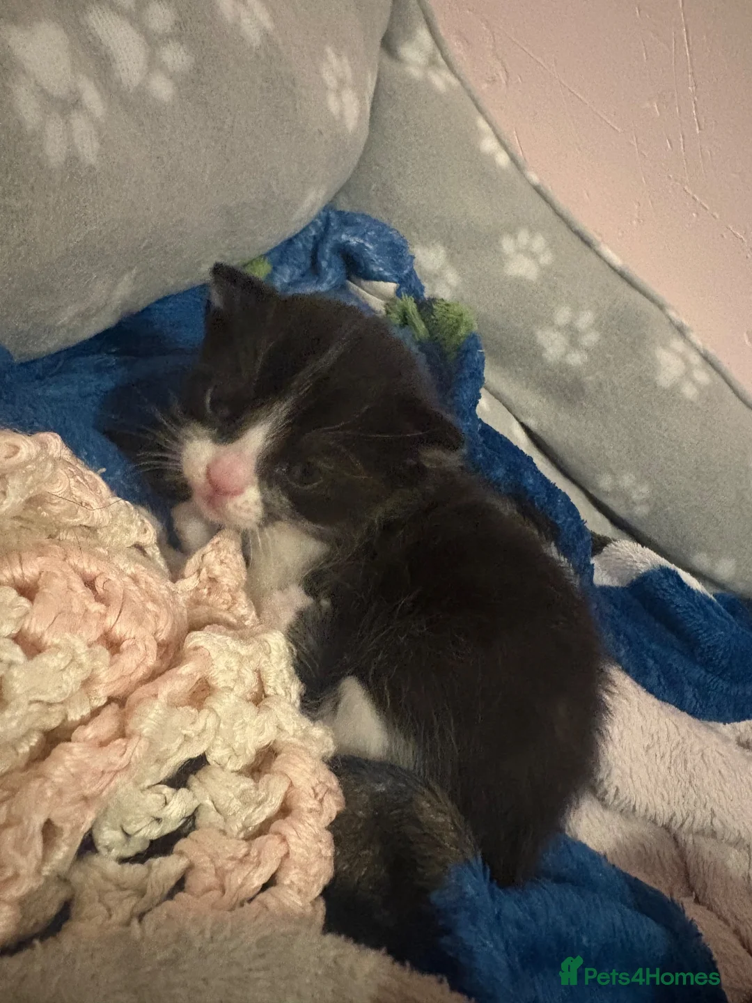 Mixed Breed cats for sale: 4 stunning kittens looking for an forever home - Advert 2