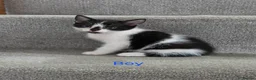Mixed Breed cats for sale: Beautiful Mix Breed Kittens in Gillingham - Advert 9