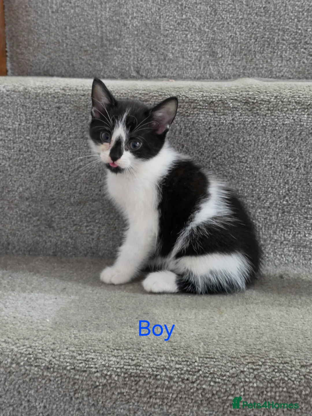 Mixed Breed cats for sale: Beautiful Mix Breed Kittens in Gillingham - Advert 9