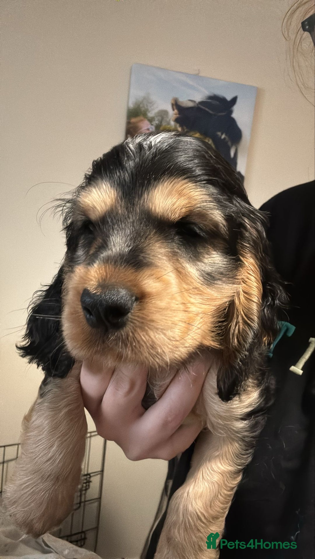 Cocker Spaniel dogs for sale: ⭐️ 1 Girl Ready for new home ⭐️ - Image 18