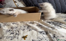 Ragdoll cats for sale: Adorable Ragdoll baby’s  - Image 30