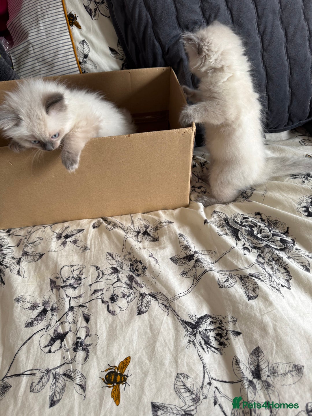 Ragdoll cats for sale: Adorable Ragdoll baby’s  - Image 30