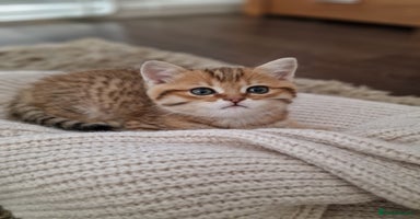 British Shorthair cats - Advert 7