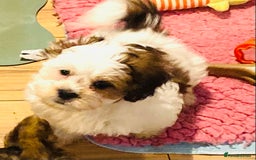 Mixed Breed dogs for sale: 🌟BUNDLES OF JOY 🐶 SUPER CUTE MALSHIPOO PUPS - Image 11