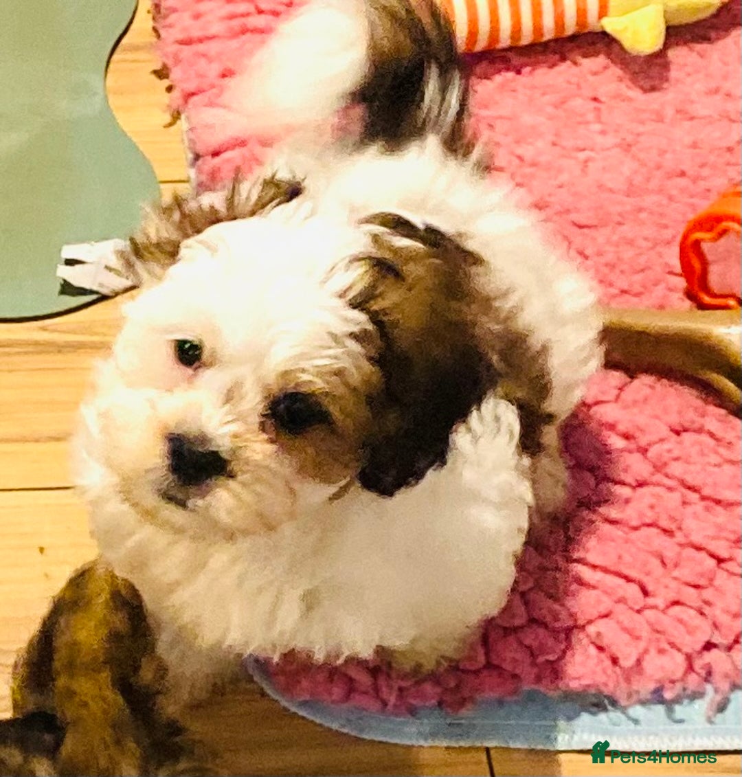 Mixed Breed dogs for sale: 🌟BUNDLES OF JOY 🐶 SUPER CUTE MALSHIPOO PUPS - Image 11