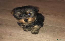 Yorkshire Terrier dogs for stud: Buddy - the sweetest dog there is in Newtownabbey - Image 10