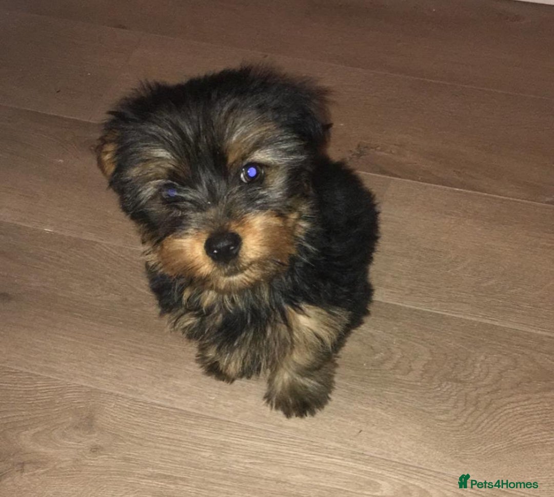 Yorkshire Terrier dogs for stud: Buddy - the sweetest dog there is in Newtownabbey - Image 10