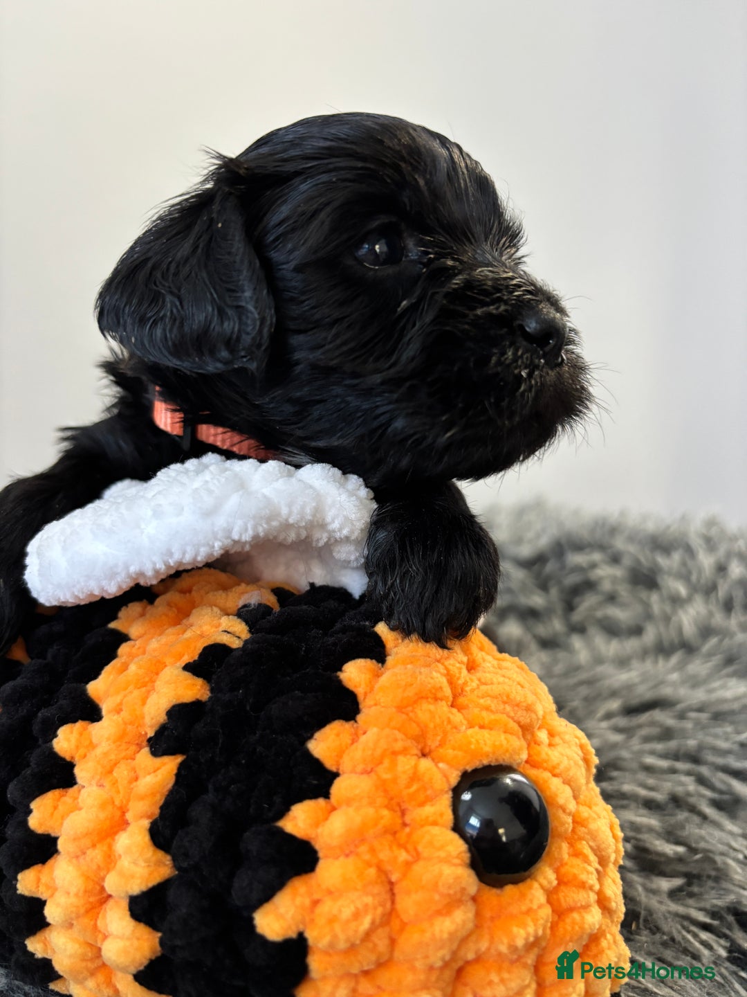 Mixed Breed dogs for sale: Beautiful Sproodle x Lhasa Apso Puppies - Advert 3