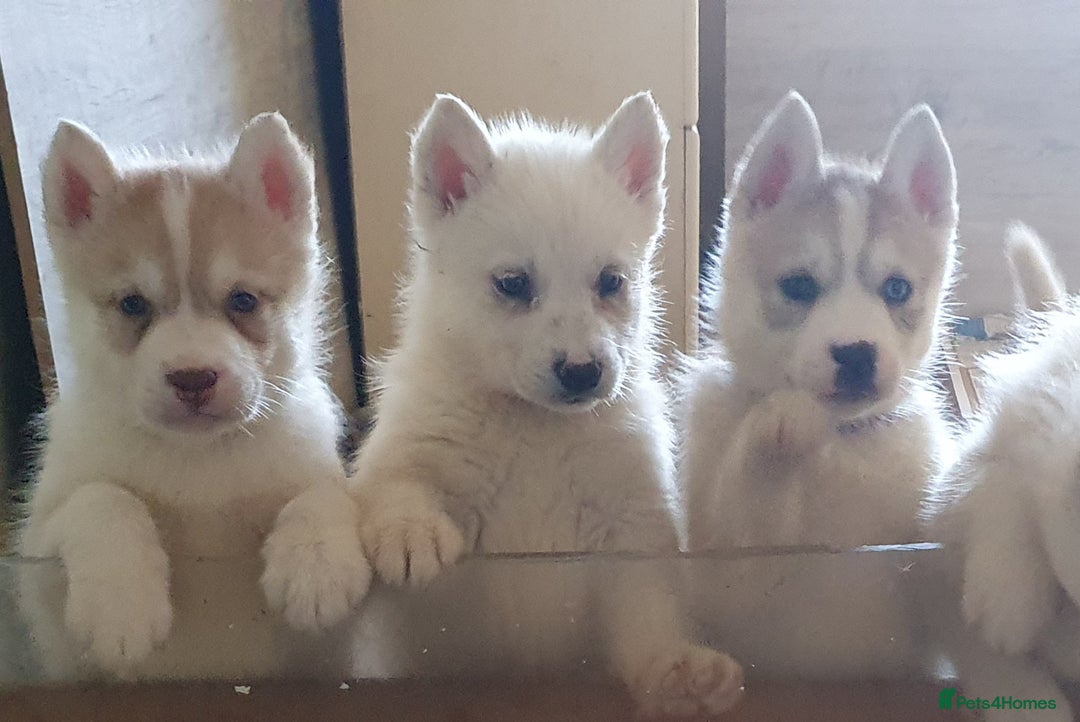 Siberian Husky dogs for sale:  KC REGISTERED PUPS:  5* on pets4homes - Advert 3