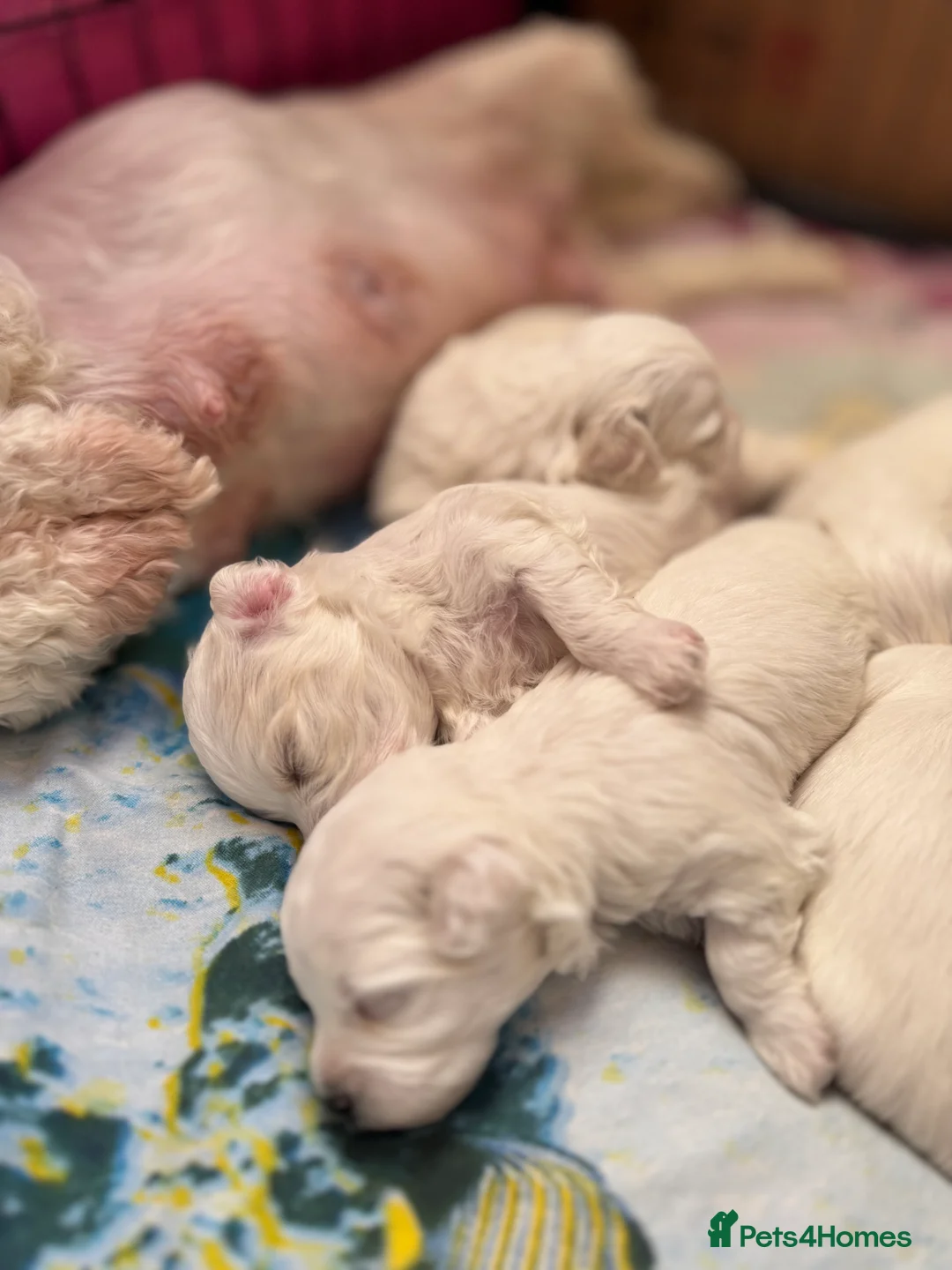 Maltese dogs for sale: Pure white Maltese puppies  in Kirkcaldy - Advert 8