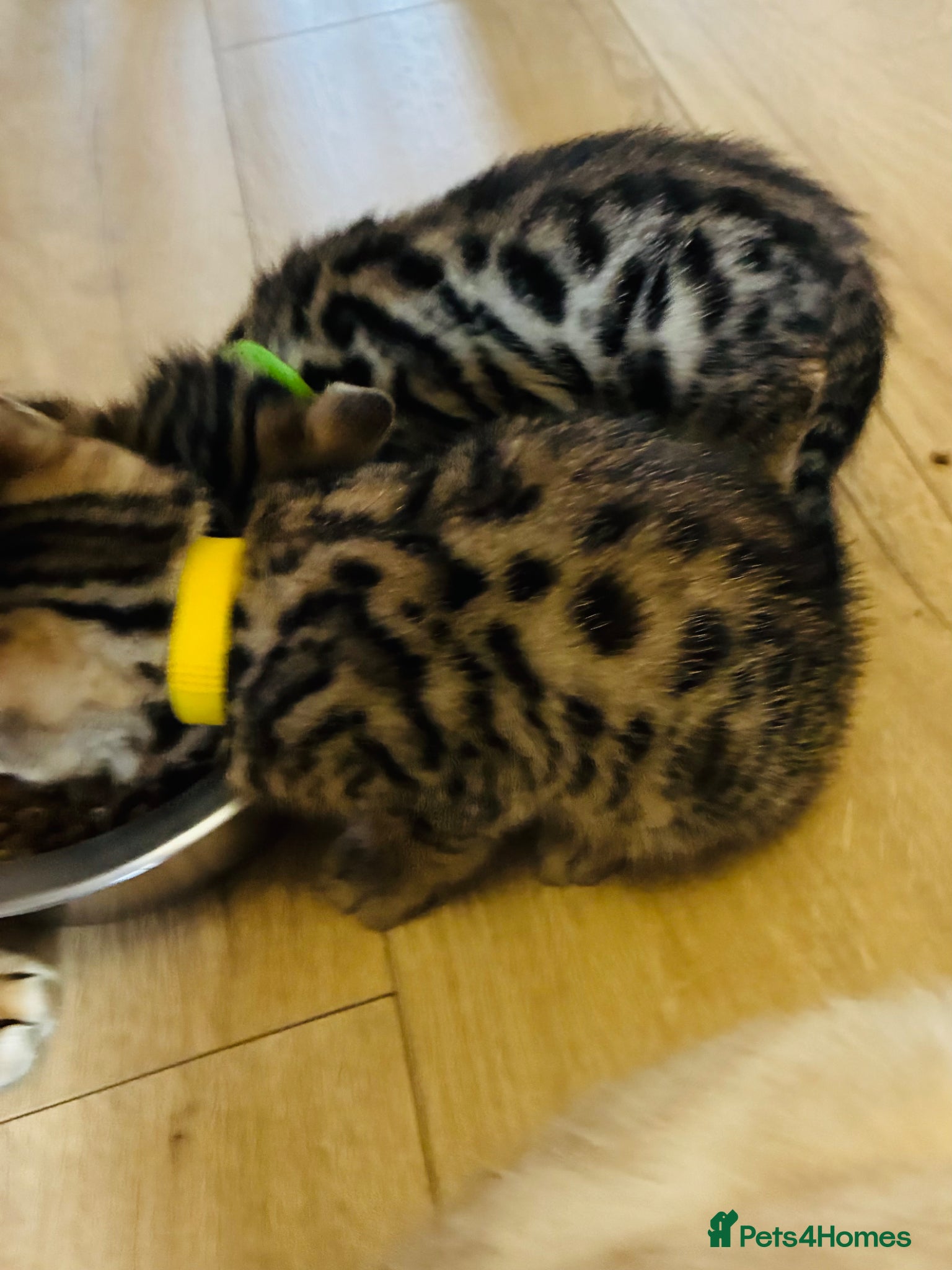 Bengal cats Amazing Bengal kittens  - Advert 2