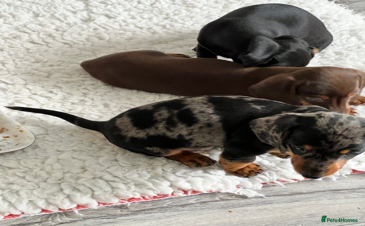 Dachshund dogs - Advert 4