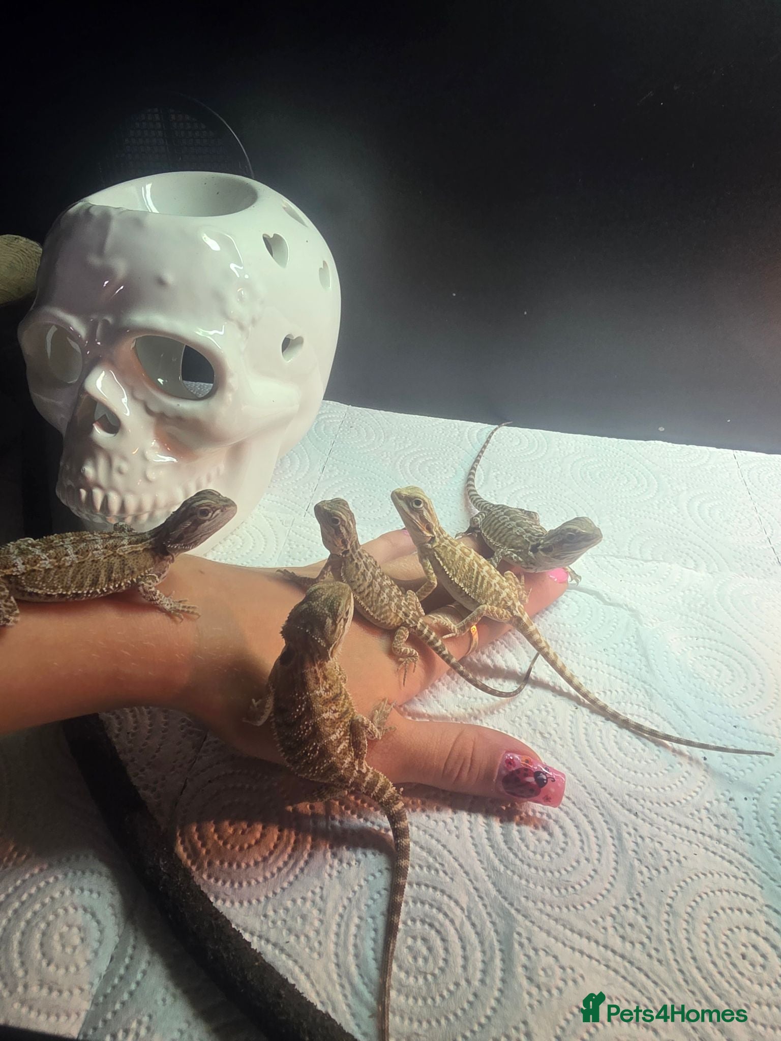 Bearded Dragon reptiles Lovely babies ready for their new homes - Advert 18