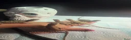 Bearded Dragon reptiles for sale: Lovely babies ready for their new homes - Advert 1