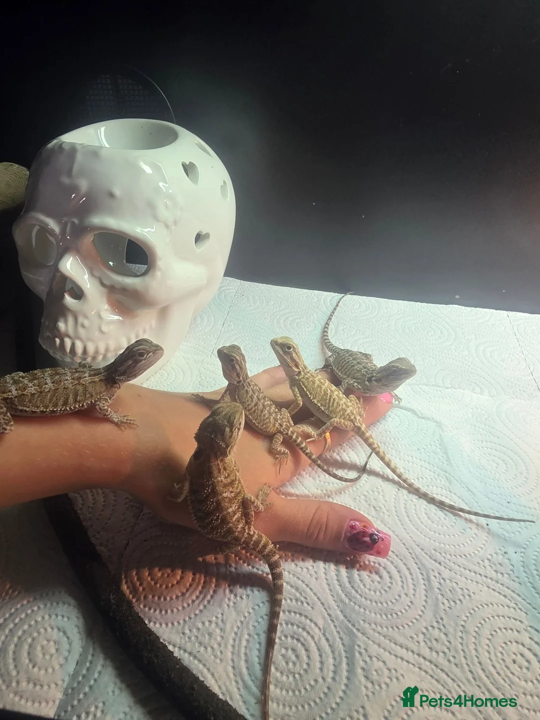 Bearded Dragon reptiles for sale: Lovely babies ready for their new homes - Advert 1