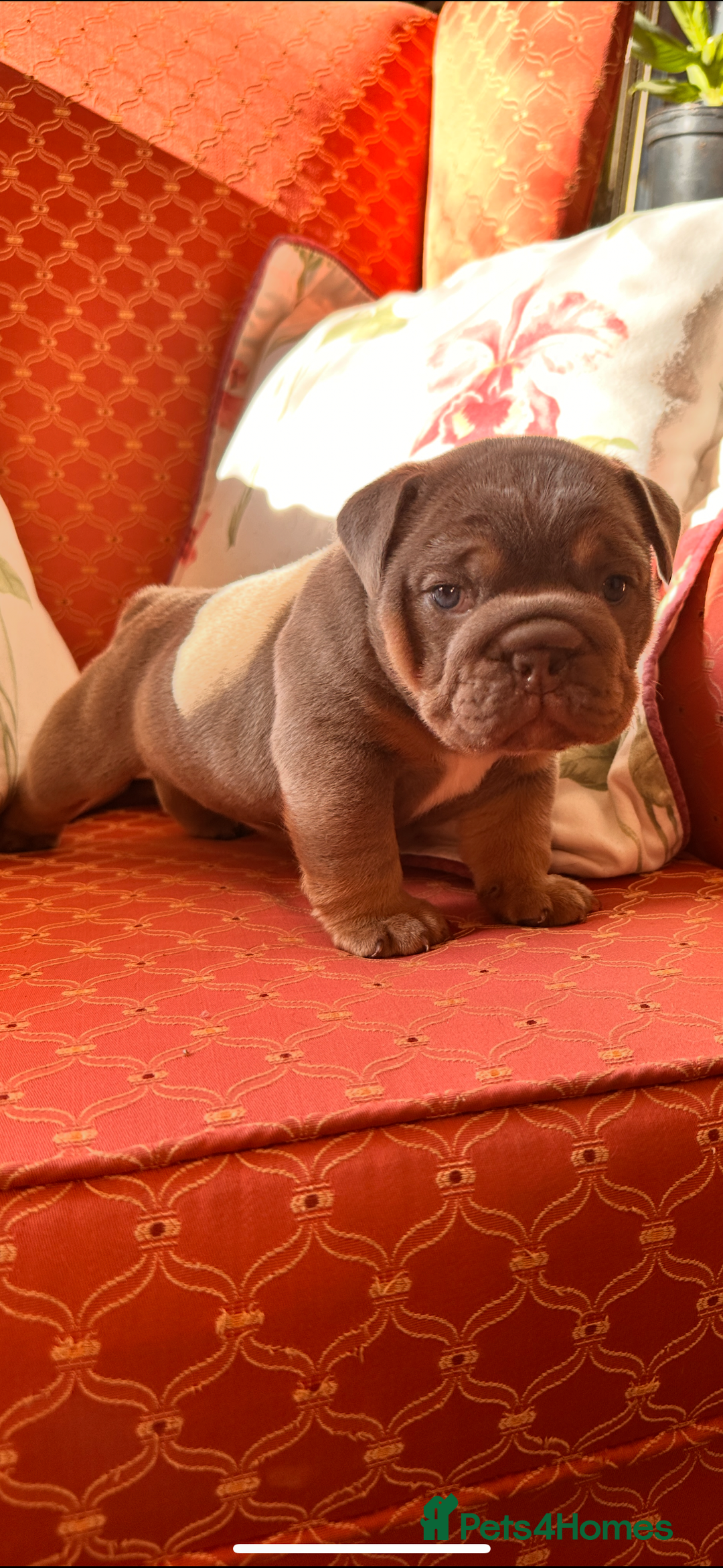 English Bulldog dogs for sale: English bulldogs  - Image 9