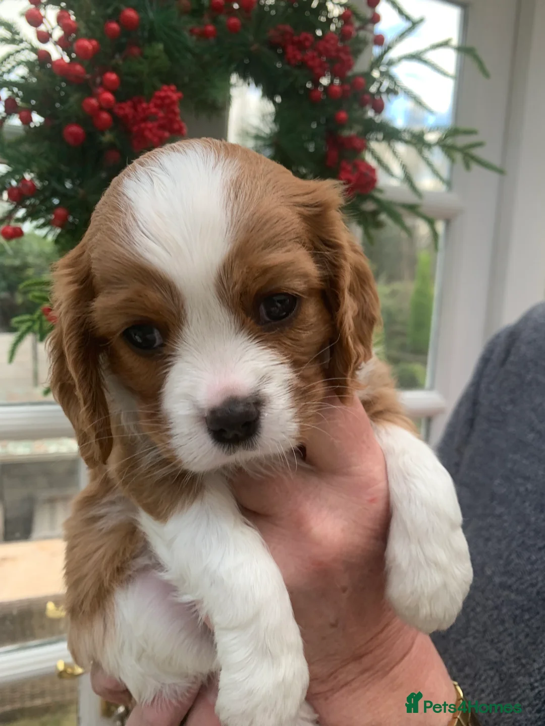 Cavalier King Charles Spaniel dogs for sale: Gorgeous KC reg Cavalier Puppies - Advert 9