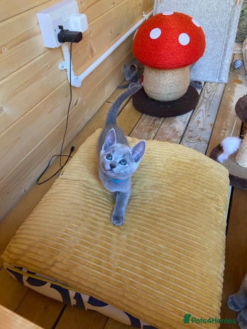 Russian Blue cats - Advert 1