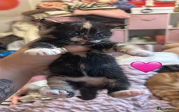 British Shorthair cats for sale: BEAUTIFUL KITTENS FOR SALE 🩷💙 - Advert 6