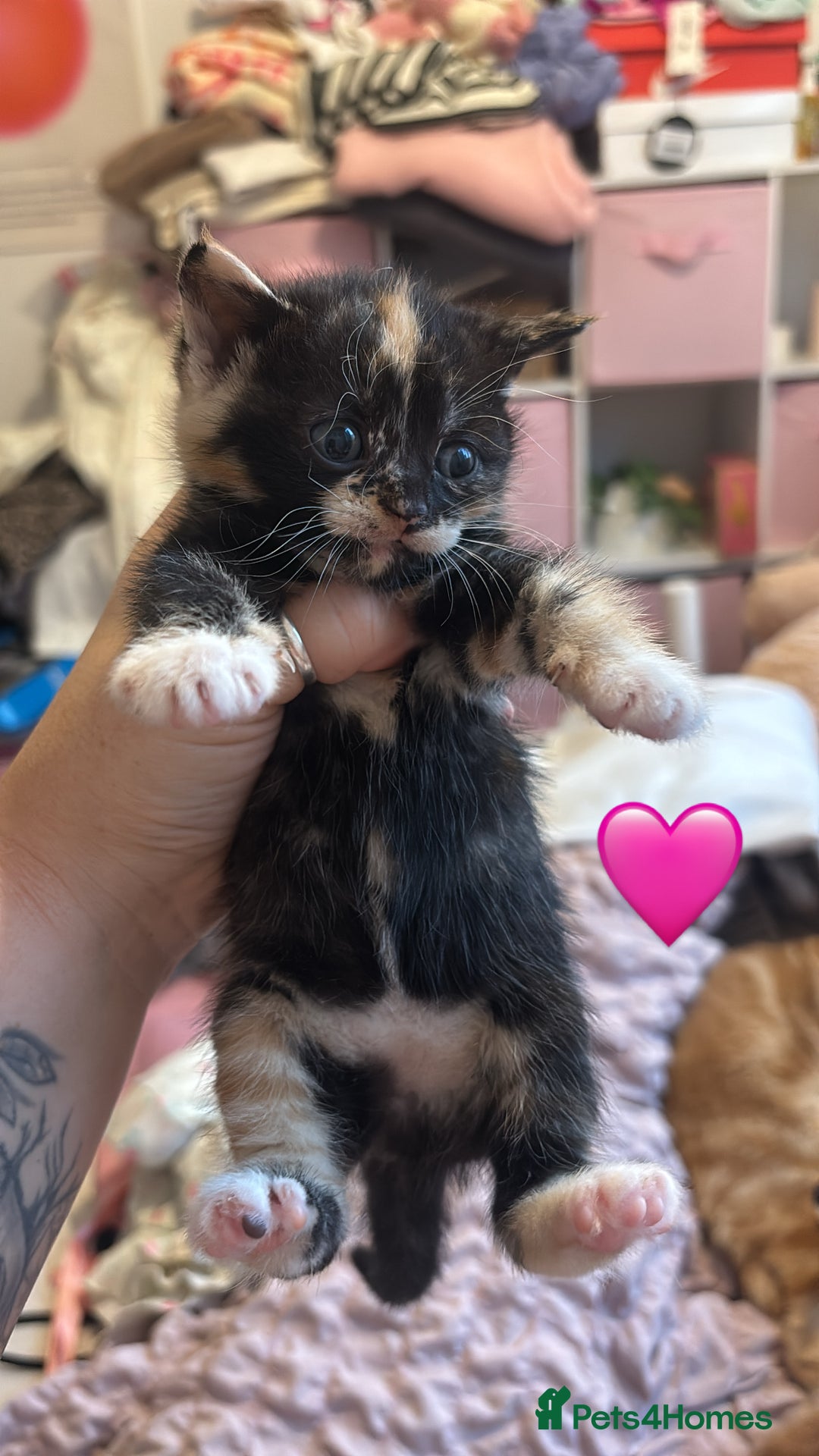 British Shorthair cats for sale: BEAUTIFUL KITTENS FOR SALE 🩷💙 - Advert 6