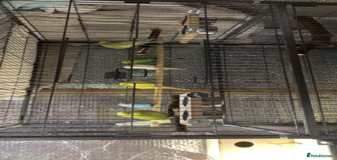 Gallery Image {{count}}