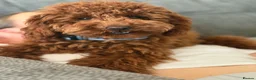 Miniature Poodle dogs for sale: Beautiful 6.5 months old red miniature poodle - Advert 1