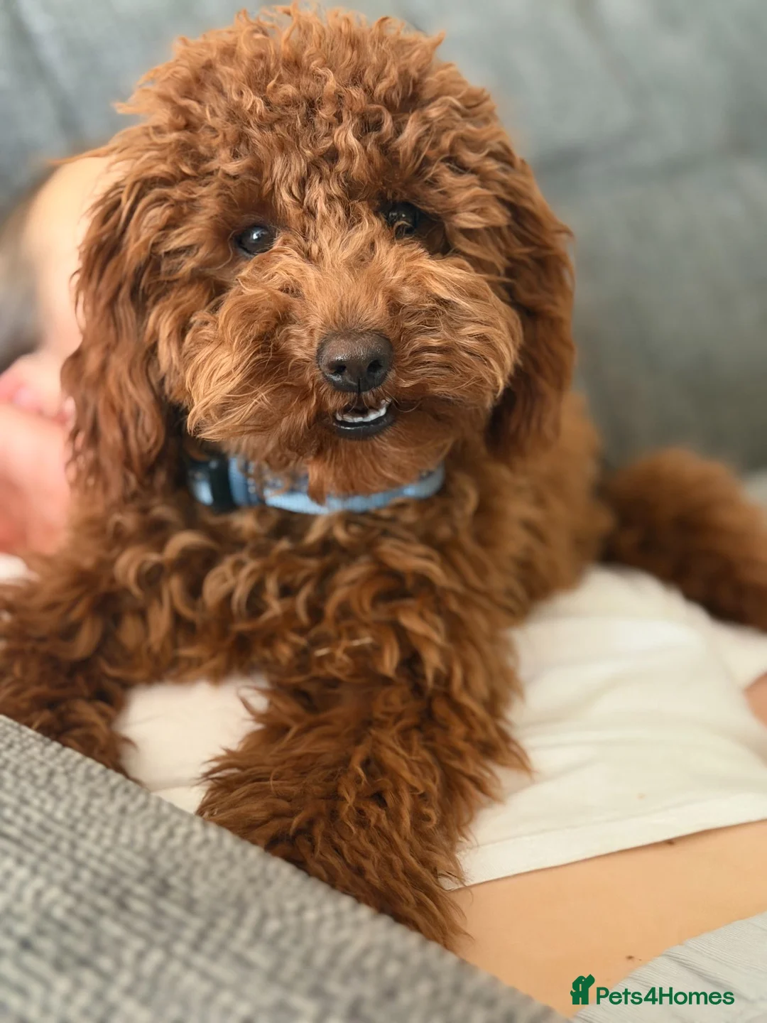Miniature Poodle dogs for sale: Beautiful 6.5 months old red miniature poodle - Advert 1