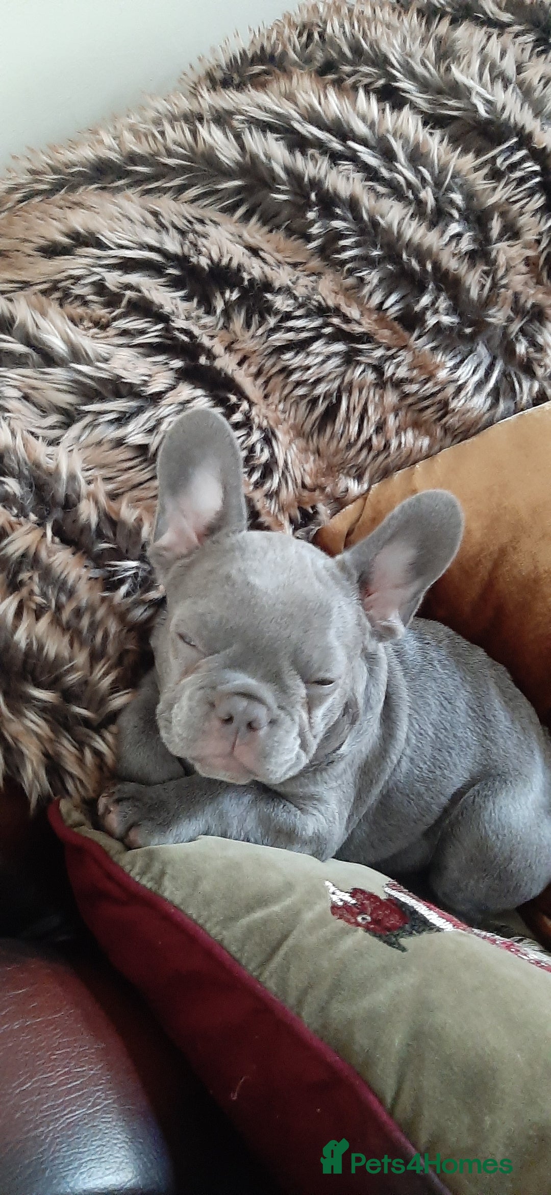 French Bulldog dogs for sale: . ffrench micro bull terrier puppy.14 weeksksks  - Image 5