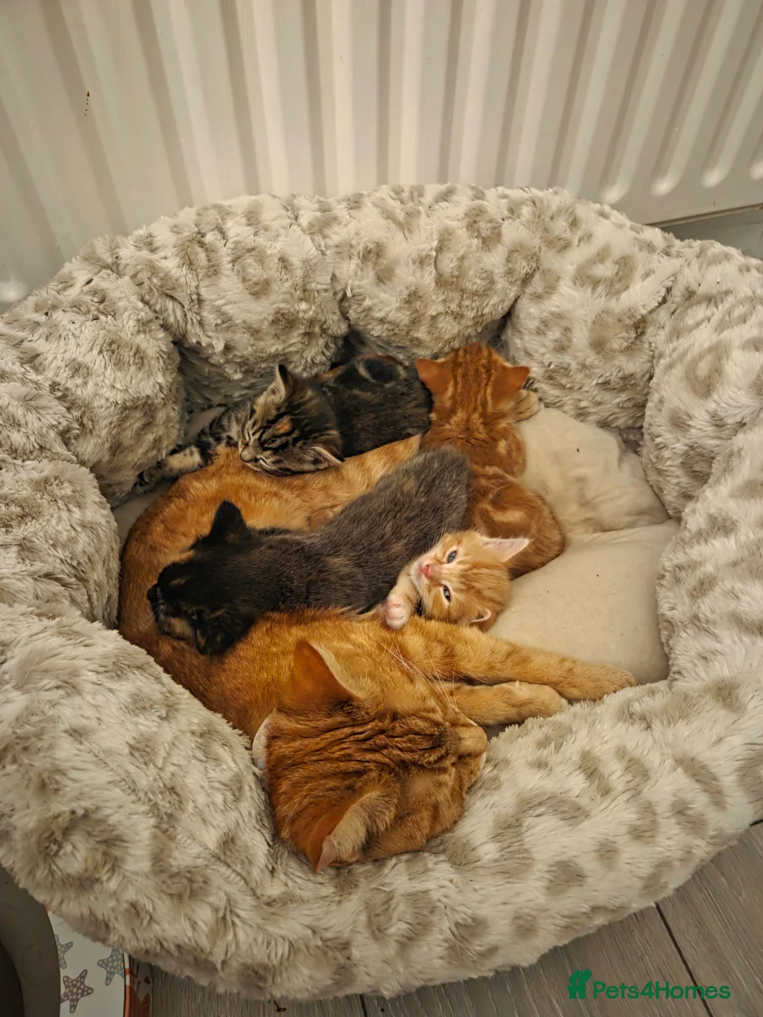 Mixed Breed cats for sale: Kittens for sale - Advert 1