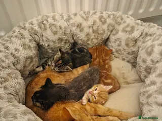 Mixed Breed cats Kittens for sale - Advert 3